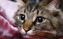 Tapeta Annimals 727.jpg